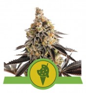 Cookies Gelato Auto WYPRZEDAŻ