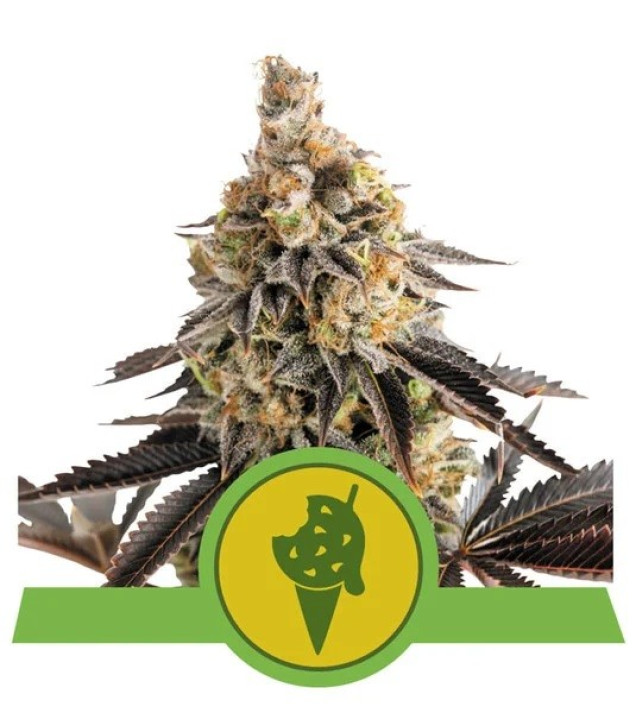 Cookies Gelato Auto WYPRZEDAŻ