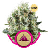 Critical Kush WYPRZEDAŻ