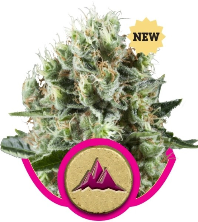Critical Kush WYPRZEDAŻ