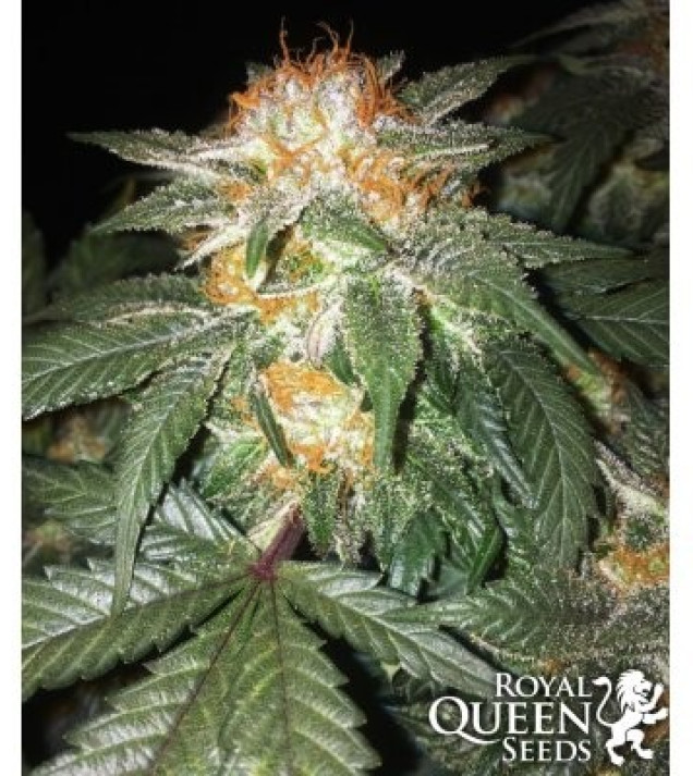Critical Kush WYPRZEDAŻ