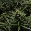 Critical Kush WYPRZEDAŻ
