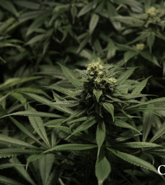 Critical Kush WYPRZEDAŻ
