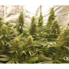 Critical Kush WYPRZEDAŻ