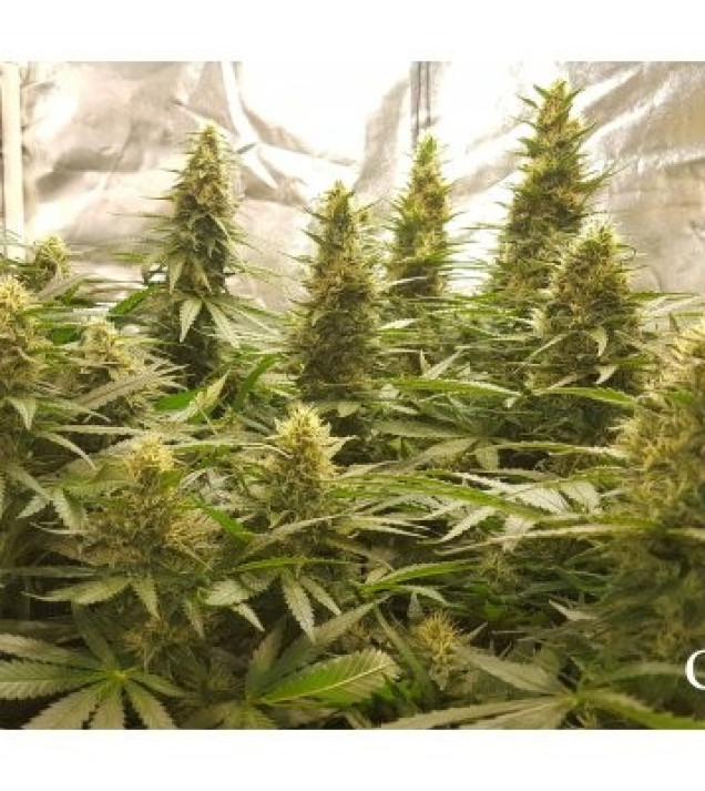 Critical Kush WYPRZEDAŻ
