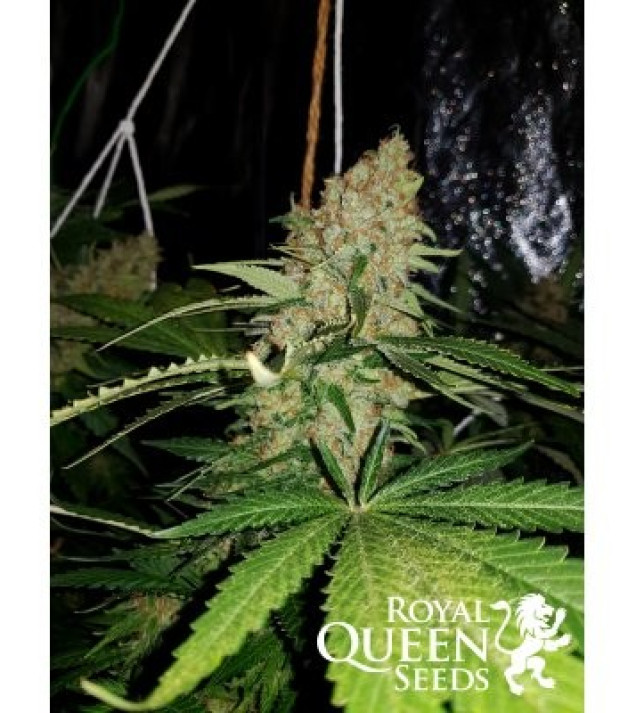 Critical Kush WYPRZEDAŻ