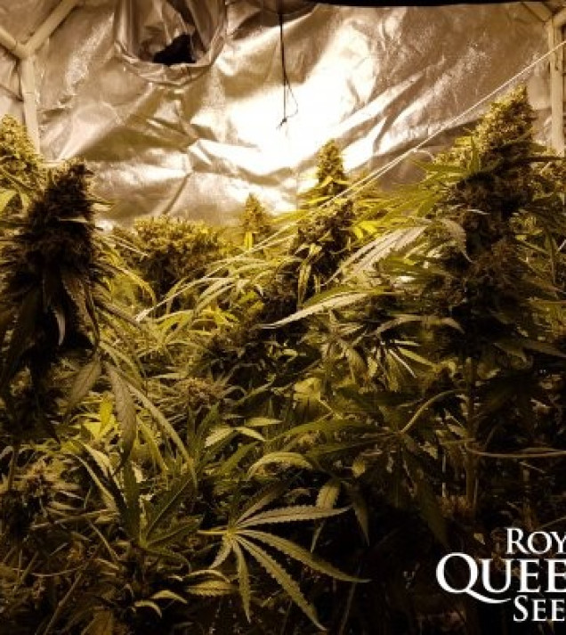 Critical Kush WYPRZEDAŻ