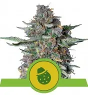 Do-Si-Dos Automatic WYPRZEDAŻ