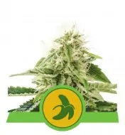 Fat Banana Automatic WYPRZEDAŻ