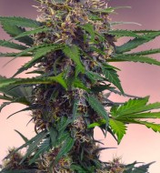 Auto Black Mazar XL WYPRZEDAŻ