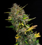 Outdoor Blue Shaman WYPRZEDAŻ