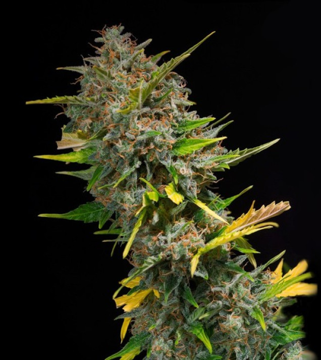 Outdoor Blue Shaman WYPRZEDAŻ