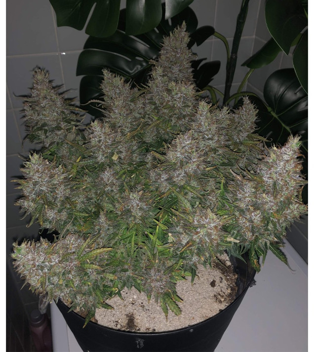 Auto Caramel OG WYPRZEDAŻ