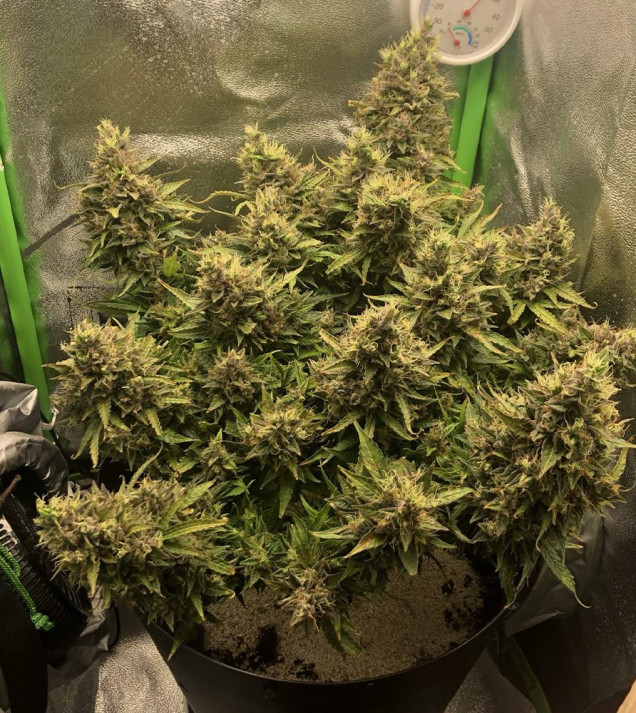 Auto Caramel OG WYPRZEDAŻ