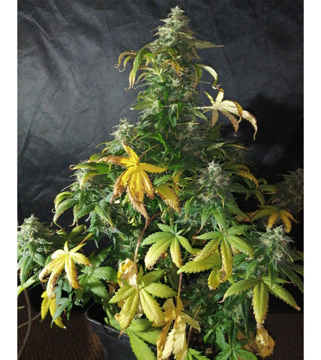 Auto Caramel OG WYPRZEDAŻ