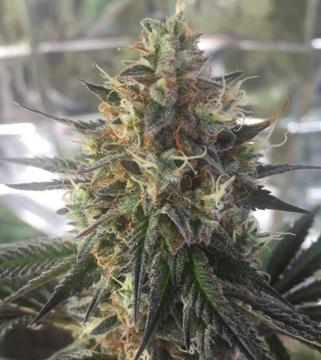 Auto Caramel OG WYPRZEDAŻ