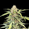 Amnesia Haze Auto