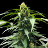 Amnesia Haze Auto