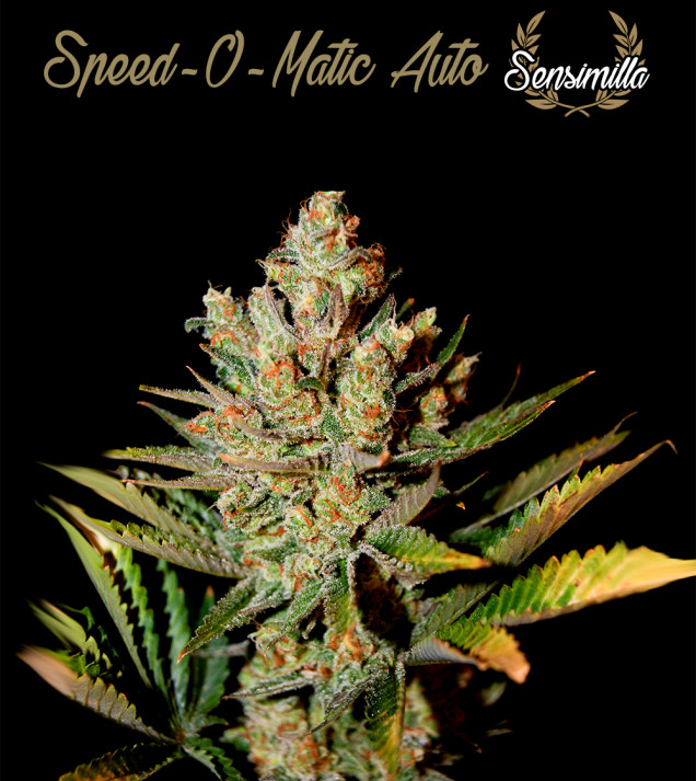 Speed-O-Matic Auto