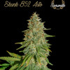 Skunk B52 Auto