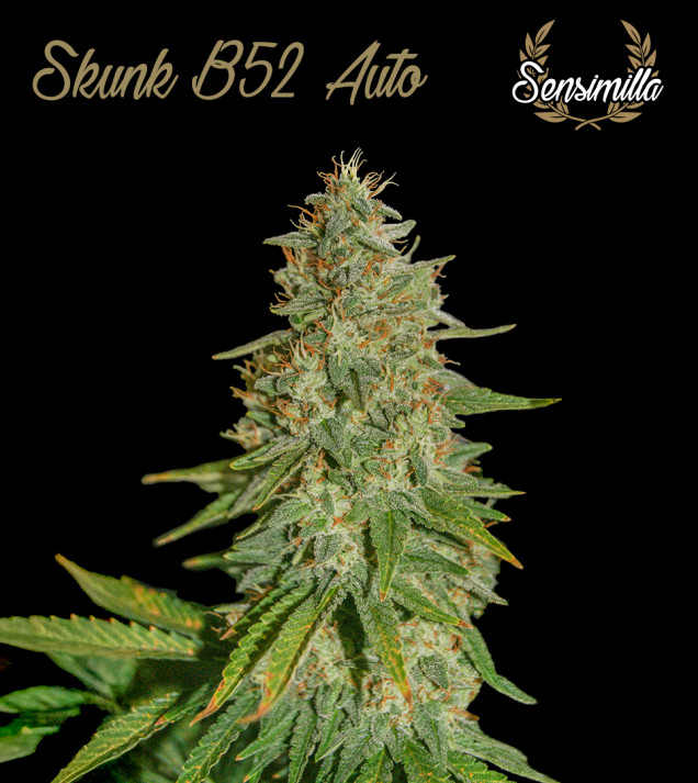 Skunk B52 Auto