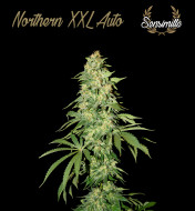 Northern XXL Auto