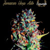 Jamaican Haze Auto