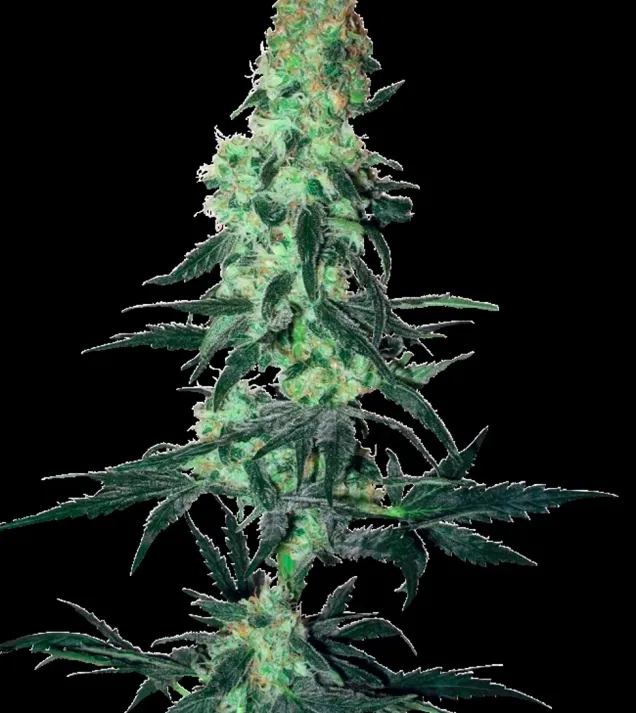 Amnesia White Regular