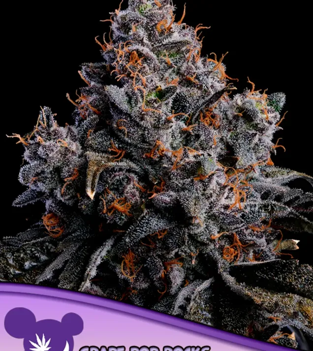 Grape Pop Rocks Auto