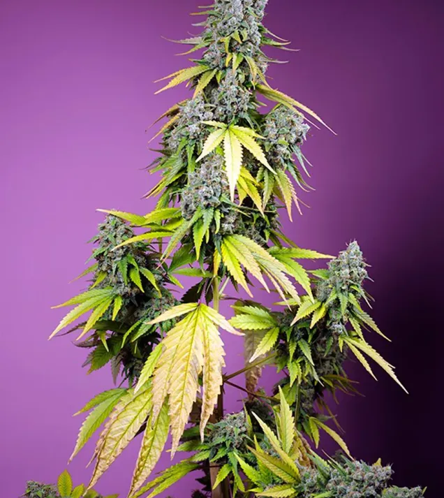 Jet Fuel Mandarine XL Auto