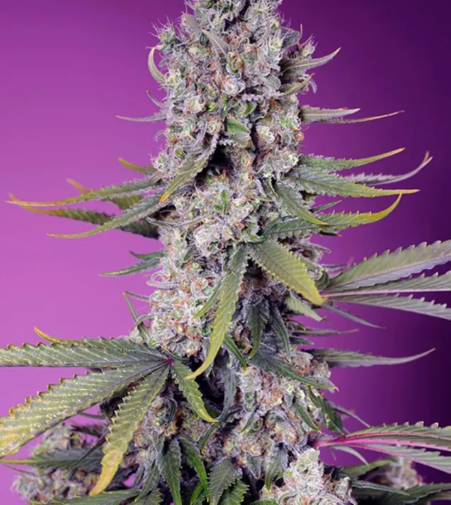 Papaya Zoap F1 Fast Version