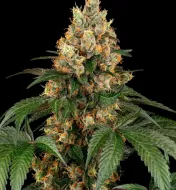 Chocolate Rainbow XXL