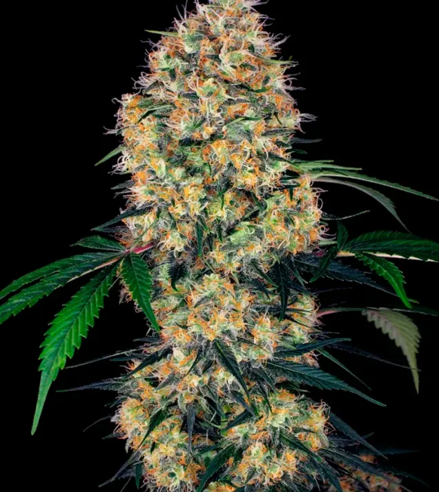 Sensi Amnesia XXL Auto