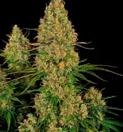 Sticky Orange XXL Auto