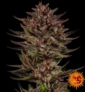 Frosted Zinn x Cookie Dog Auto