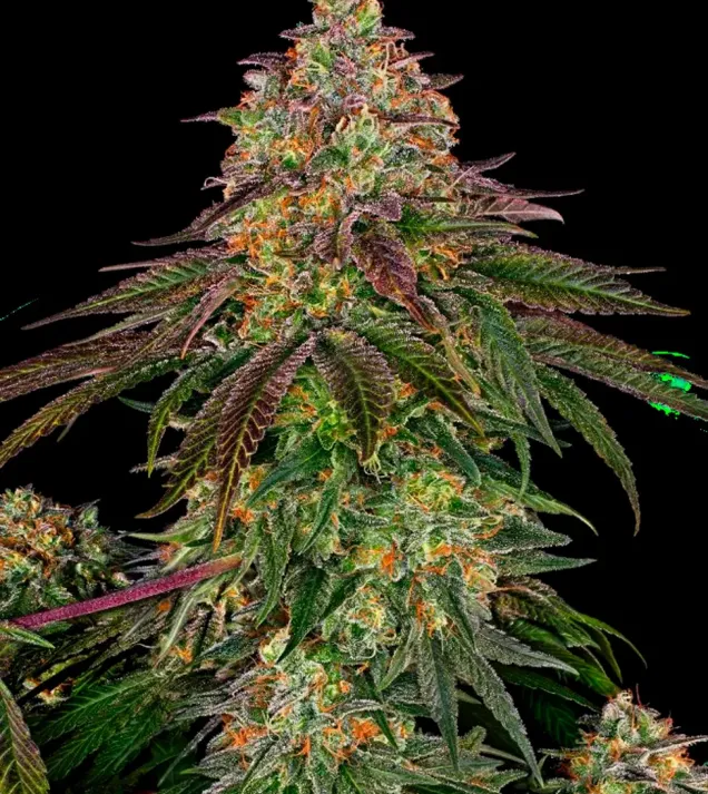 Sweet Cherry Kush