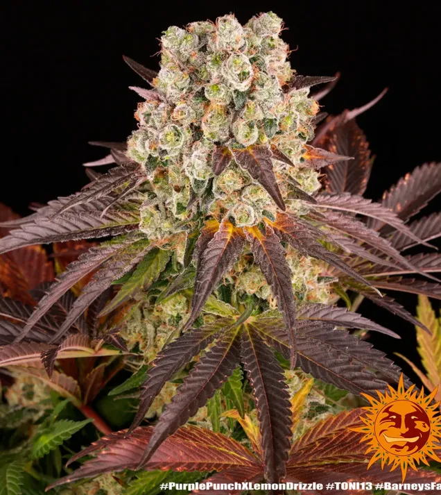 Purple Punch x Lemon Drizzle