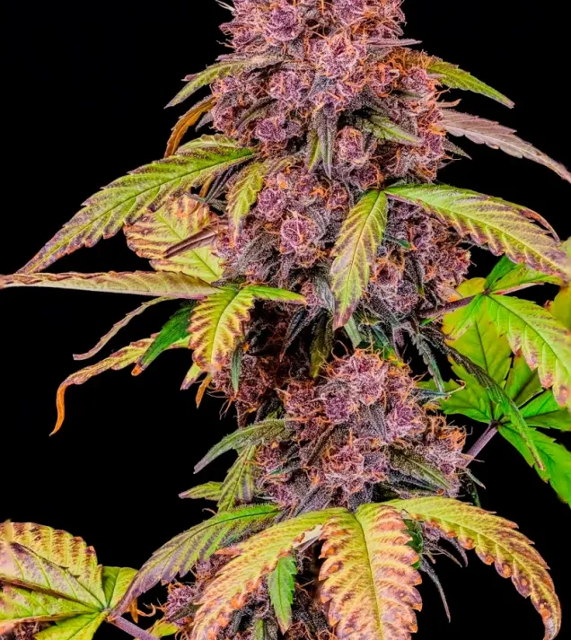 Lemon Cherry Cookies Auto