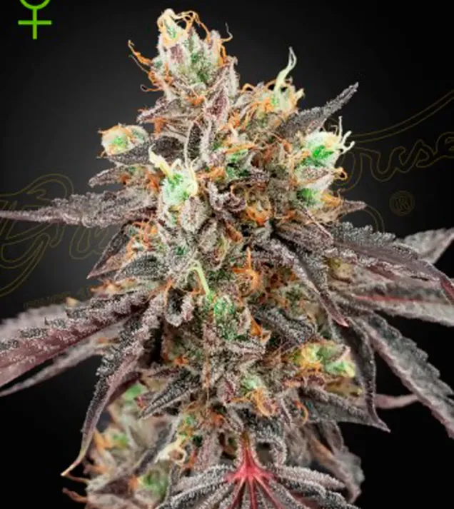 Gelato 41 x Gelato 41 Auto