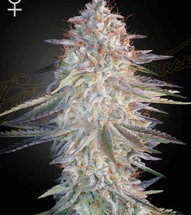 Super Lemon Haze x Pink Candy