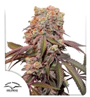 Auto Candy Bubatz XL