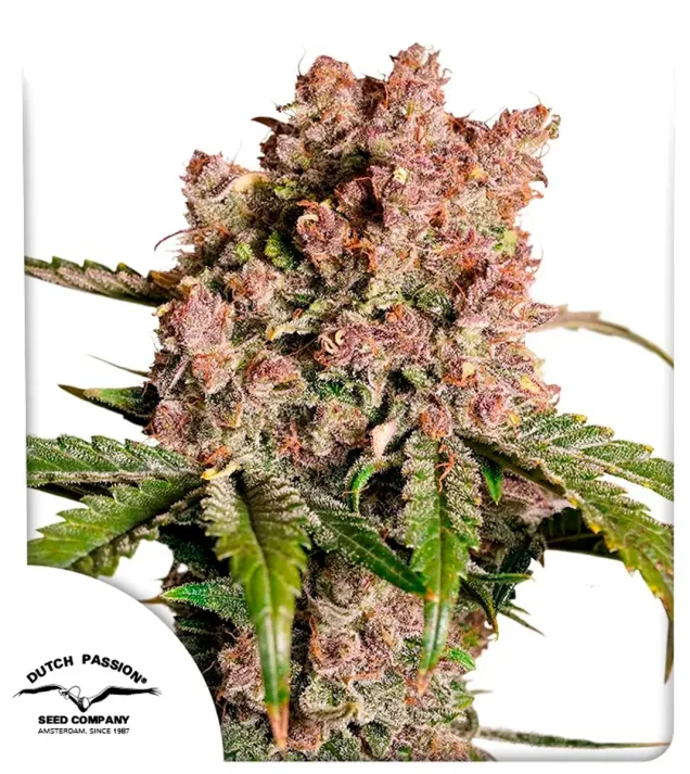 Auto Strawberry Soda