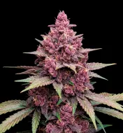 Black Cherry Punch