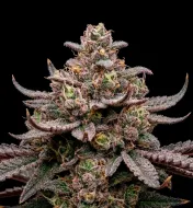 Blueberry Muffin Auto