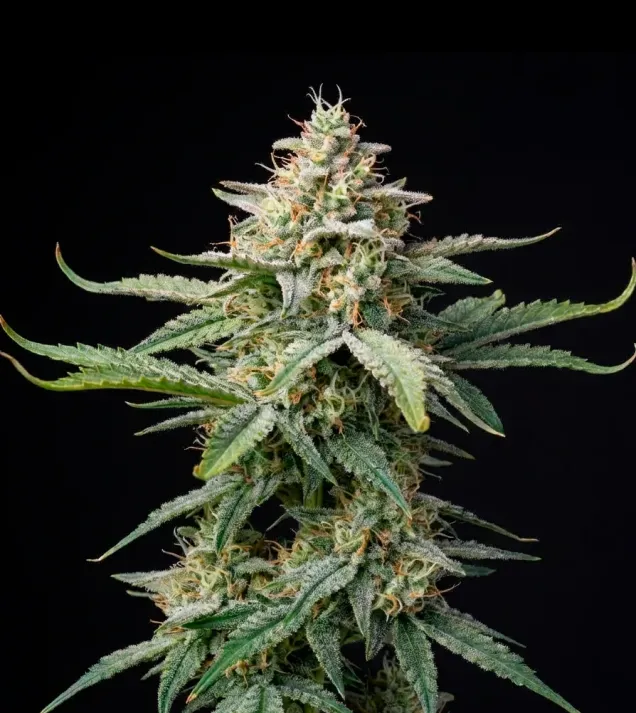 Cinderella Jack Autoflower