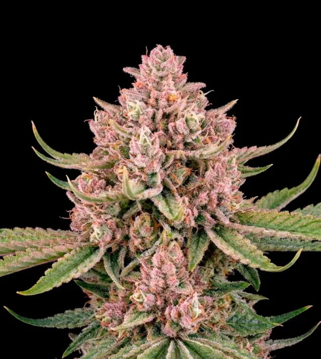 LA Confidential Autoflower