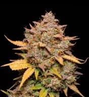 Pineapple Sunrise Auto