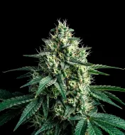 Super Silver Haze Regular