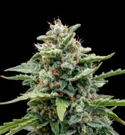 Watermelon Cola Auto