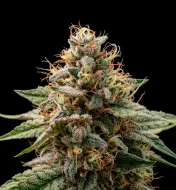 Wedding Crasher Auto